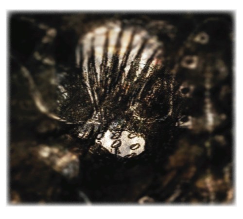 detail foliage feathered